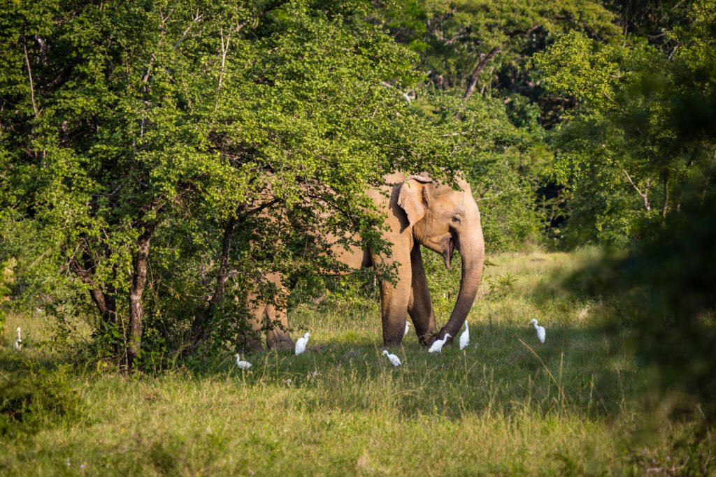 Sri lanka Tour packages