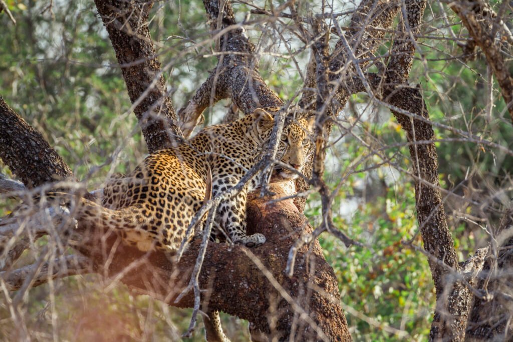 Sri lanka Tour packages