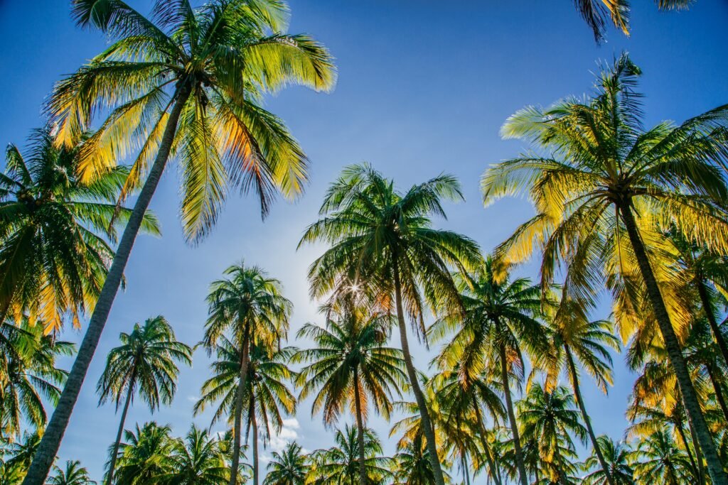 Sri lanka Tour packages