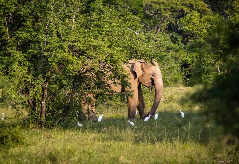 Sri lanka Tour packages