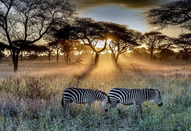 safari world