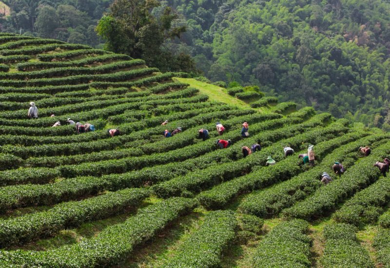 Sri Lanka Tour Packages