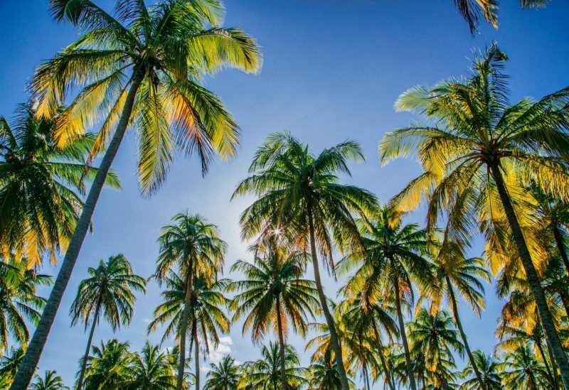 Sri lanka Tour packages